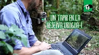 Un tapir en la Reserva Urugua-í