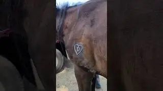 How are horses branded?