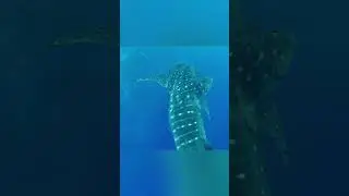 Китовая акула 🌊 #animals #wildlife #природа #nature #океан