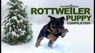 Rottweiler Puppies Compilation 2018