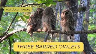 OWL DOCUMENTARY - 3 barred owls