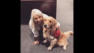 Scout the Court Dog