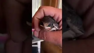 Птенчик ласточки