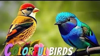 Las aves más hermosas del mundo