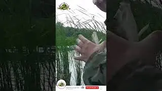 РЫБАЛКА на ПОПЛАВОК🎣