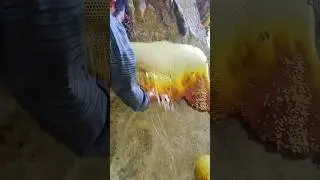 Дикий мёд диких пчёл