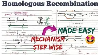 Homologous Recombination || Mechanism|| Holiday Model #Made Easy🤩😎
