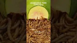 10.000 Worms Vs Papaya