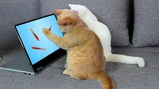 Katter Reaksjon På Videospill For Katter
