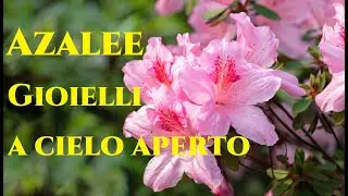 Azalee dal Vivaio Gigli Nanni Feurzamber e Panfilia