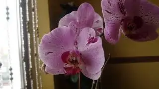 Что делать, если у орхидеи сохнут нижние листья