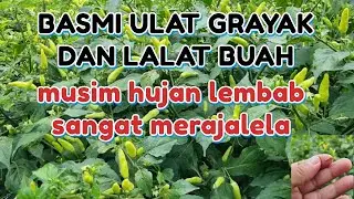 HOW TO GET RID OF ARMYWORMS ON CHILI PLANTS | HOW TO CONTROL FRUIT FLIES ON CHILI PLANTS HOW TO G...