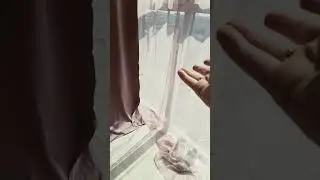 воробей нехер делать