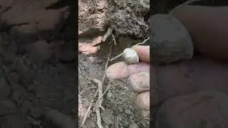 Union Civil War Bullet found with a metal detector #metaldetecting #metaldetector #civilwar #relic