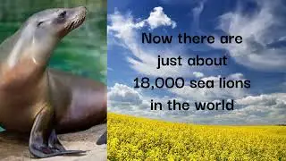 Sea lions