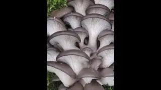 Грибы вешенка на пнях 4