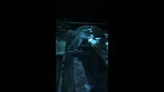 Дикий енот пришло к  нам!!!