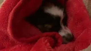 Лаки Иванович спит...