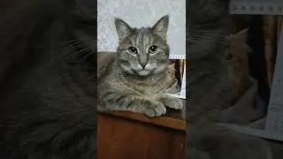 Иногда самое мудрое... 