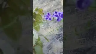 purple flower lol