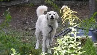 Kuvasz kutya.