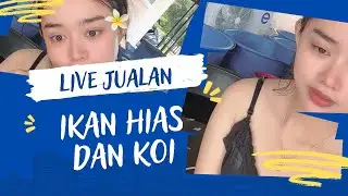 Live Jualan Ikan Hias Dan Ikan Koi