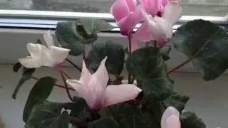 ЦИКЛАМЕНЫ ЦВЕТУТ КРУГЛЫЙ ГОД! Главное внимание и уход! Первое видео 2019год1 апреля.