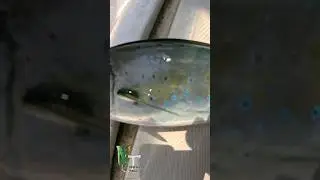 Amazing blue spots on the chicken mahi.#fish #fishing #nature #outdoors #shorts #saltlife #newjersey