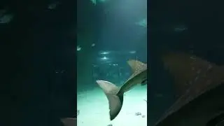 Акула со Скатом замутили😳
