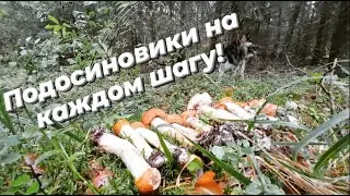 ПОДОСИНОВИКИ НА КАЖДОМ ШАГУ! НЕ ОЖИДАЛ ТАКУЮ ВОЛНУ ГРИБОВ! ТИХАЯ ОХОТА.