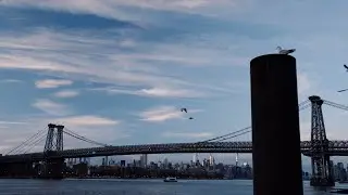 The Wildlife and Unnatural Bridges of the East River