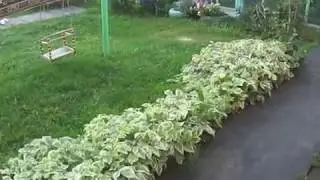 сделали беседку ,цветочки, куры, поросята.