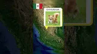 Dog Breeds from different countries Part 1 #shorts #dog