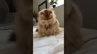 Какой пароды у вас кошечки/коты? #shorts #котики #животные #подпишись#топ