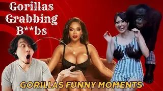 Chimpanzee Funny Video || Gorillas Grabbing Girls B**bs || Chimpanzee Funny Moments