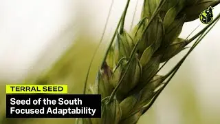 Grain Seed Supplier Commercial - “Focused Adaptability” | Terral Seed