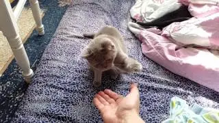 Kitty Cat High Five x3