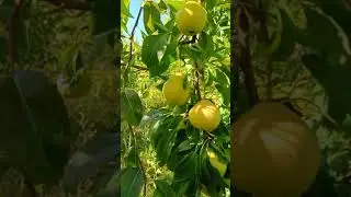 Груша Свердловчанка