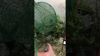 мой скромный улов