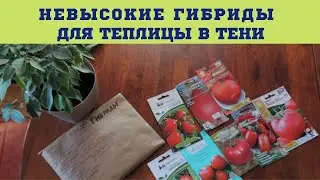 НЕВЫСОКИЕ ГИБРИДЫ ДЛЯ ТЕПЛИЦЫ В ТЕНИ