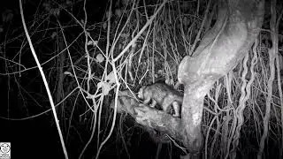 Camera Trap Videos of Wildlife in Guanacaste, Costa Rica