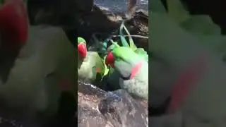 Parrots enjoying the water 