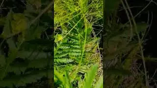 Опята спрятались в траве