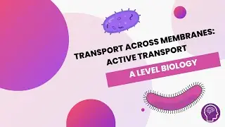Transport Across Membranes: Active Transport | A Level Biology | OCR, AQA, Edexcel