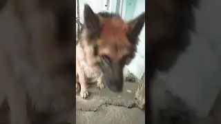 greman sheferd dog #shortsfeed #labrador #germanshepher #funnyvideos #labradorretriever