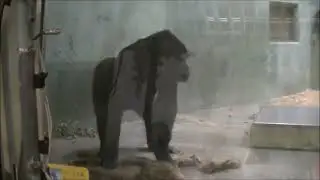 ゴリラが高速回転する瞬間  東山動物園(орилла вращается с высокой скоростью, и ударяется о стекло зоопарк Хигасияма)
