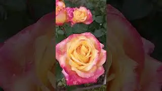 прогулки по саду.