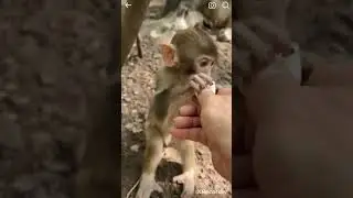 Lovely baby monkey eating bananas