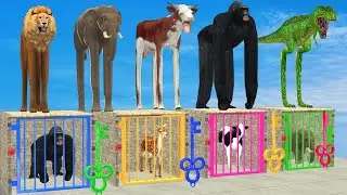 Don't Choose The Wrong Key With Elephant Cow Lion Gorilla Escape Room Challenge Animals Cage Game