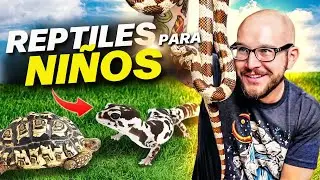 Top 5 Reptiles PERFECTOS para Niños! | Reptiles amigables para la familia